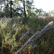 Load image into Gallery viewer, Liatris Hesperelegans, Pink Scale Blazing Star