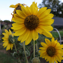 Load image into Gallery viewer, Helianthus Mollis, Ashy Sunflower