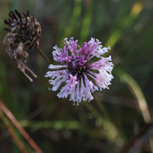 Load image into Gallery viewer, Marshallia Angustifolia, Gulf Coast Barbara's Buttons