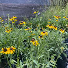 Load image into Gallery viewer, Rudbeckia Hirta, Black Eyed Susan
