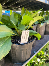 Load image into Gallery viewer, Rudbeckia Texana, Texas Coneflower