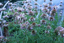 Load image into Gallery viewer, Monarda Citriodora, Bee Balm