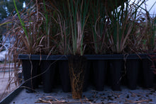 Load image into Gallery viewer, Anatherum dealbatum - Chalky Bluestem