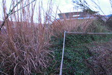 Load image into Gallery viewer, Anatherum dealbatum - Chalky Bluestem