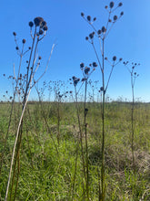 Load image into Gallery viewer, Eryngium Yuccifolium, Rattlesnake Master