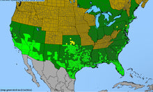 Load image into Gallery viewer, Pluchea Odorata, Sweetscent