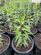 Load image into Gallery viewer, Asclepias Perennis, Aquatic Milkweed