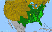 Load image into Gallery viewer, Eupatorium Hyssopifolium, Hyssop-leaf Boneset