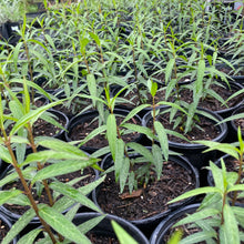 Load image into Gallery viewer, Asclepias Perennis, Aquatic Milkweed