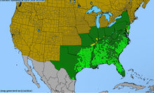 Load image into Gallery viewer, Helianthus Angustifolius, Swamp Sunflower