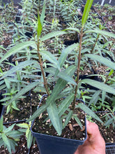 Load image into Gallery viewer, Asclepias Perennis, Aquatic Milkweed