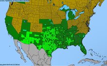 Load image into Gallery viewer, Monarda Citriodora, Bee Balm