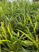Load image into Gallery viewer, Coreopsis Lanceolata, Lanceleaf Coreopsis