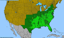 Load image into Gallery viewer, Salvia Lyrata, Lyre Leaf Sage