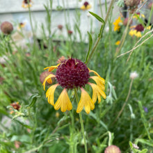Load image into Gallery viewer, Gaillardia Aestivalis, Lanceleaf Blanketflower