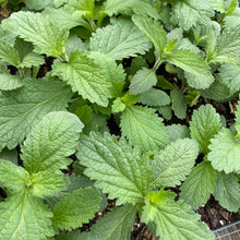 Load image into Gallery viewer, Verbena Xutha, Gulf Vervain