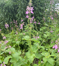 Load image into Gallery viewer, Stachys Drumondii, Drummonds Hedgenettle, Pink Mint