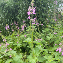 Load image into Gallery viewer, Stachys Drumondii, Drummonds Hedgenettle, Pink Mint