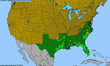 Load image into Gallery viewer, Solidago Tortifolia, Twistleaf Goldenrod