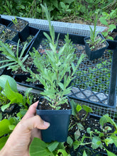 Load image into Gallery viewer, Symphyotrichum Pratense, Silky Barrens Aster