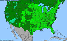 Load image into Gallery viewer, Rudbeckia Hirta, Black Eyed Susan