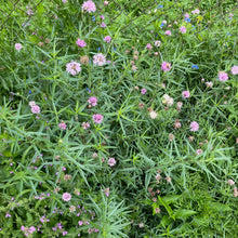 Load image into Gallery viewer, Palafoxia Rosea, Rosy Palafox