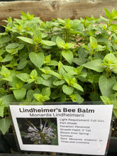 Load image into Gallery viewer, Monarda Lindheimerii, Lindheimer’s Bee Balm