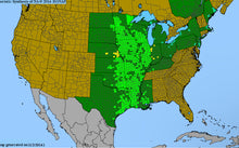 Load image into Gallery viewer, Liatris Pychnostachya var. Lasiophylla, Prairie Blazing Star