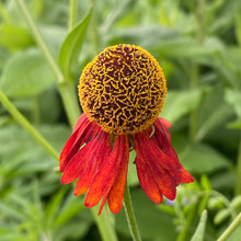 Load image into Gallery viewer, Helenium Flexuosum - Purplehead Sneezeweed