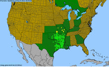 Load image into Gallery viewer, Rudbeckia Grandiflora, Rough Coneflower