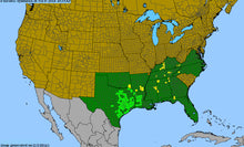 Load image into Gallery viewer, Symphyotrichum Pratense, Silky Barrens Aster