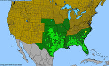 Load image into Gallery viewer, Gaillardia Aestivalis, Lanceleaf Blanketflower