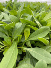 Load image into Gallery viewer, Rudbeckia Hirta, Black Eyed Susan