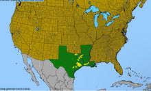 Load image into Gallery viewer, Monarda Lindheimerii, Lindheimer’s Bee Balm