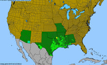 Load image into Gallery viewer, Verbena Xutha, Gulf Vervain