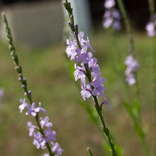 Load image into Gallery viewer, Verbena Xutha, Gulf Vervain