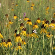 Load image into Gallery viewer, Rudbeckia Grandiflora, Rough Coneflower