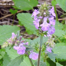 Load image into Gallery viewer, Stachys Drumondii, Pink Mint