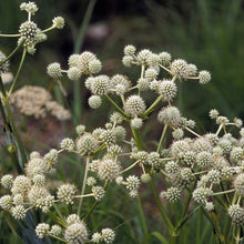 Load image into Gallery viewer, Eryngium Yuccifolium, Rattlesnake Master