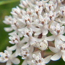 Load image into Gallery viewer, Asclepias Perennis, Aquatic Milkweed