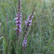 Load image into Gallery viewer, Liatris Acidota, Sharp Blazing Star