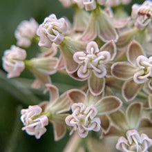 Load image into Gallery viewer, Asclepias Linearis, Slim Milkweed