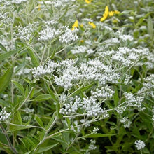 Load image into Gallery viewer, Eupatorium Serotinum, Late Boneset