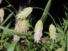 Load image into Gallery viewer, Chasmathium Latifolium, Inland Sea Oats