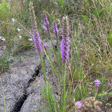 Load image into Gallery viewer, Liatris Pychnostachya var. Lasiophylla, Prairie Blazing Star