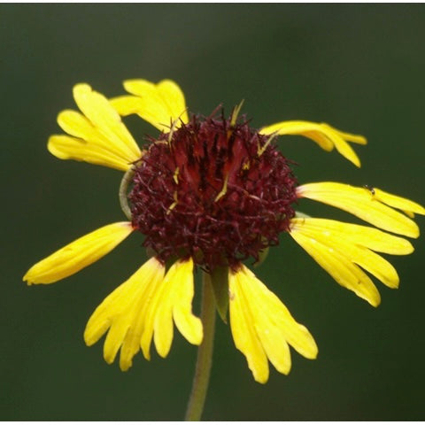 Gaillardia Aestivalis, Lanceleaf Blanketflower