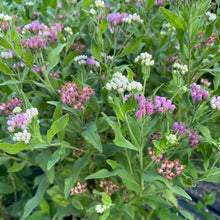 Load image into Gallery viewer, Pluchea Odorata, Sweetscent