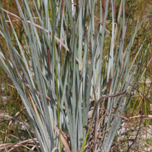 Load image into Gallery viewer, Andropogon Capillipes - Chalky Bluestem