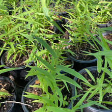 Load image into Gallery viewer, Chasmathium Latifolium, Inland Sea Oats