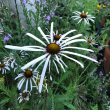 Load image into Gallery viewer, Echinacea Sanguinea, Sanguine Purple Coneflower
